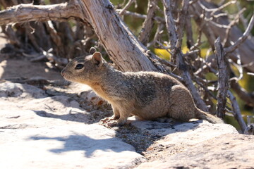 Prairie Dog