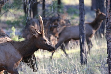 Elk Herd