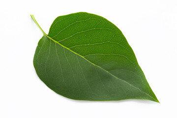 Leaves Syringa vulgaris. Purple Lilac.