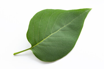 Leaves Syringa vulgaris. Purple Lilac.