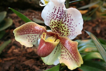 Obraz na płótnie Canvas orchid in garden