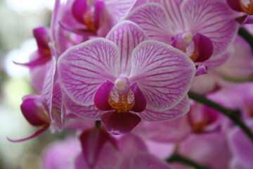 Fototapeta na wymiar purple orchid flower