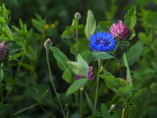 Chaber i różowa koniczyna Cornflower,  and pink clover