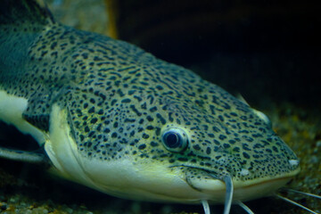 Muzzle flathead catfish lying bottom aquarium closeup.