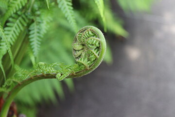 close up of fern leaf