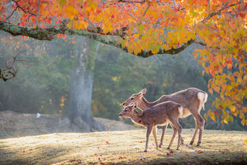 奈良 - 【奈良公園の鹿と紅葉】