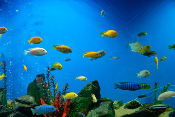Naklejka na ściany i meble Various and colorful cichlids in aquarium.