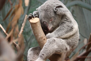 koala sleeping on a tree © franky