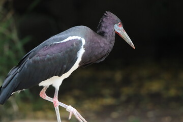 Abdim’s stork 