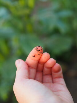 Mszyca Aphid