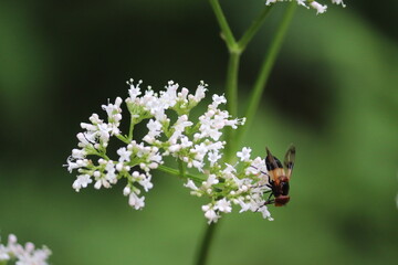 bee on a flower