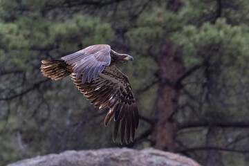 Juvenile Bald Eagle