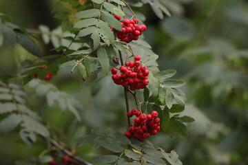 red berries in the garden