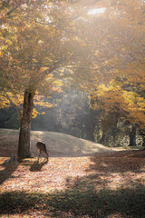 奈良 - 【奈良公園の鹿と紅葉】