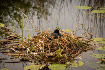 A single lone Eurasian coot incubates eggs on its nest made of reeds and straw on the Dutch water edge n Reeuwijk. Netherlands bird wildlife in wetland nature Holland countryside 