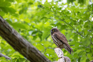 野鳥素材　アオバズク