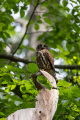野鳥素材　アオバズク