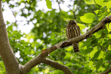 野鳥素材　アオバズク