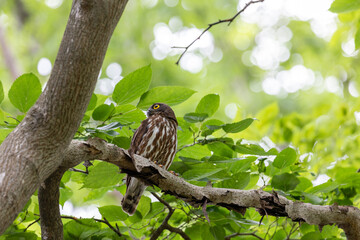 野鳥素材　アオバズク