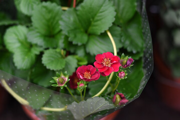Strawberry blossoms. Shop for the garden