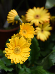 Beautiful yellow flower close-up. Gerber