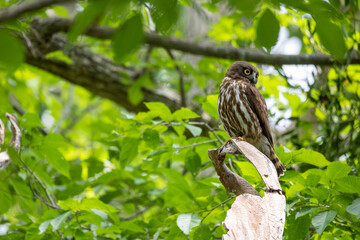 野鳥素材　アオバズク
