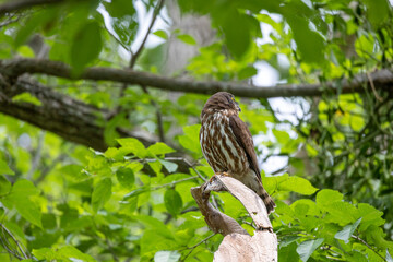 野鳥素材　アオバズク