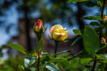 バラ園のバラの花