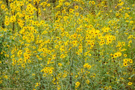 Multitude of willowleaf sunflowers (binomial name: Helianthus salicifolius) in a woodland clearing, autumn in South Carolina. Shallow depth of field.