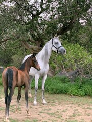 Obraz na płótnie Canvas Horse beauty
