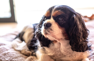 Closeup portrait of cute young female dog cavalier king charles spaniel napping on outdoors balcony on dog's bed