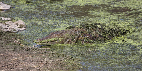 Nilkrokodil / Nile crocodile / Crocodylus niloticus