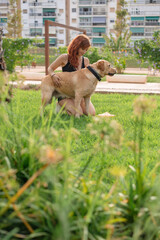 beautiful red-haired girl hugging her labrador retriver dog in a park 