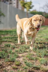 Labrador retriever in a park approaching the camera with a toy ball in his mouth. 