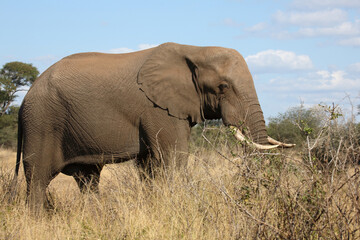 Fototapeta premium Afrikanischer Elefant / African elephant / Loxodonta africana