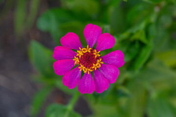 Obraz premium Blossom pink zinnia flower on a green background on a summer day macro photography. Blooming zinnia with pink petals close-up photo in summertime. 