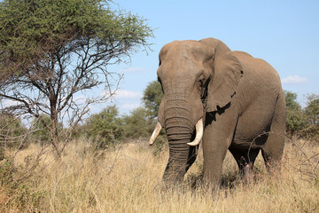 Fototapeta premium Afrikanischer Elefant / African elephant / Loxodonta africana