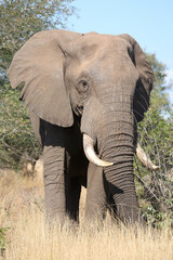 Fototapeta premium Afrikanischer Elefant / African elephant / Loxodonta africana
