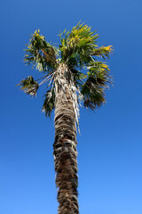 Palm Tree Against a Clear Blue Sky - 599877723