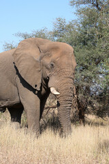 Afrikanischer Elefant / African elephant / Loxodonta africana