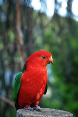 Male Australian King-Parrots