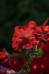 Bright red petunia flower on a green background on a summer day macro photography. Blooming garden flower with red petals in summertime close-up photography.	