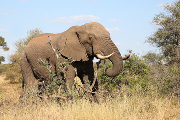 Fototapeta premium Afrikanischer Elefant / African elephant / Loxodonta africana