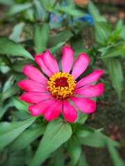 Obraz premium Zinia graceful flower or better known by the scientific name Zinnia elegans is one of the most famous annual flowering plants of the genus Zinia.