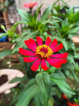 Zinia graceful flowers or better known by the scientific name Zinnia elegans.