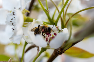 bee on a flower in garden