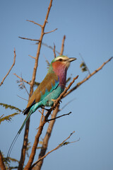 Gabelracke / Lilac-breasted roller / Coracias caudata