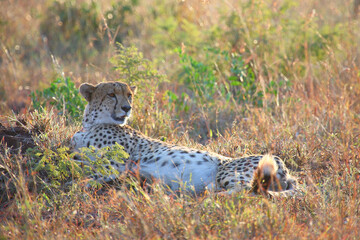 Gepard / Cheetah / Acinonyx jubatus © Ludwig