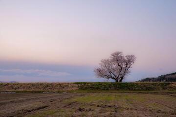 新潟県長岡市の一本桜1