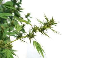 marijuana leaf, marijuana plant, marijuana flower white background